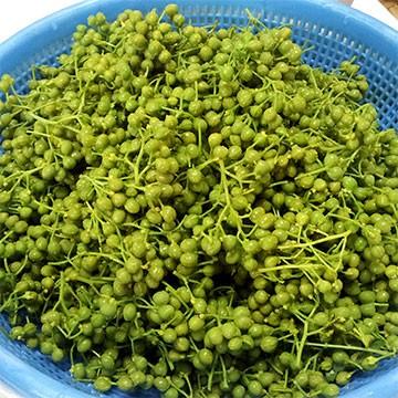 養父市特産 朝倉山椒 実山椒 約500g 山椒 山椒の実 5月中旬以降お届け