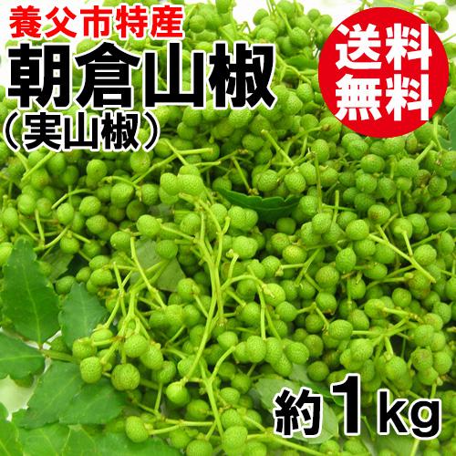 養父市特産 朝倉山椒 実山椒 約1kg 送料無料 山椒 山椒の実 5月 養父市特産 朝倉山椒 実山椒 約1kg 送料無料 山椒 山椒の実 5月