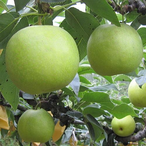 さっちゃん様専用 豊水梨、20世紀梨 12.5キロ