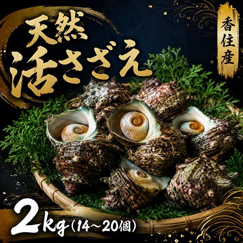 香住産 天然活サザエ 約2kg 14〜20個 送料無料 さざえ バーベキュー BBQ お取り寄せ ギフト 海鮮 | 
