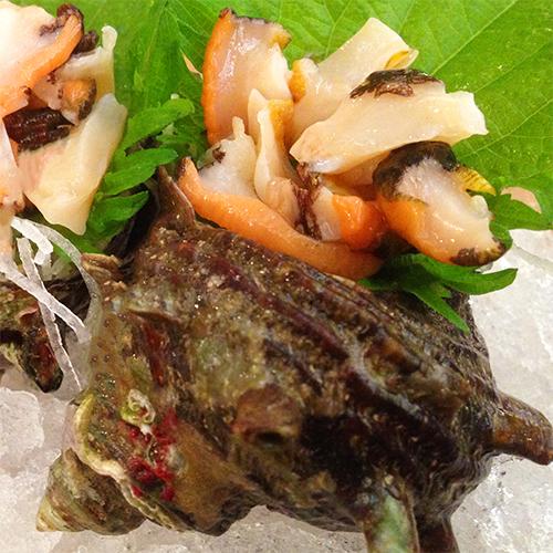 香住産 天然活サザエ 約2kg 14〜20個 送料無料 さざえ バーベキュー BBQ お取り寄せ ギフト 海鮮 |  | 04