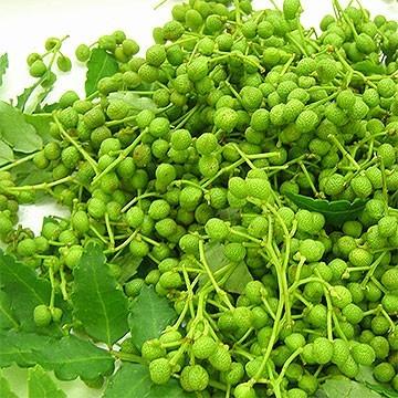 兵庫産 実山椒 約1kg 送料無料 山椒 山椒の実 5月下旬以降お届け予定