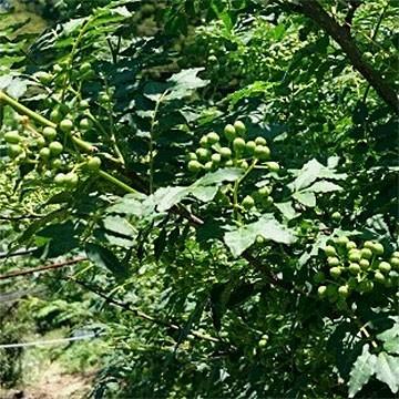 兵庫産 実山椒 約1kg 送料無料 山椒 山椒の実 5月下旬以降お届け予定