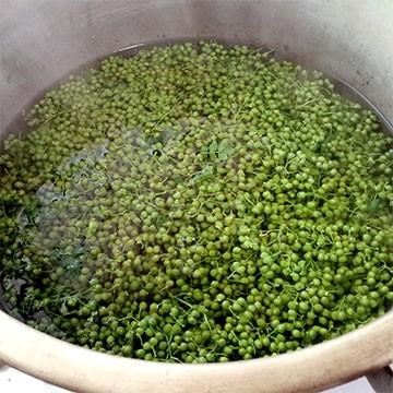 兵庫産 実山椒 約1kg 送料無料 山椒 山椒の実 5月下旬以降お届け予定