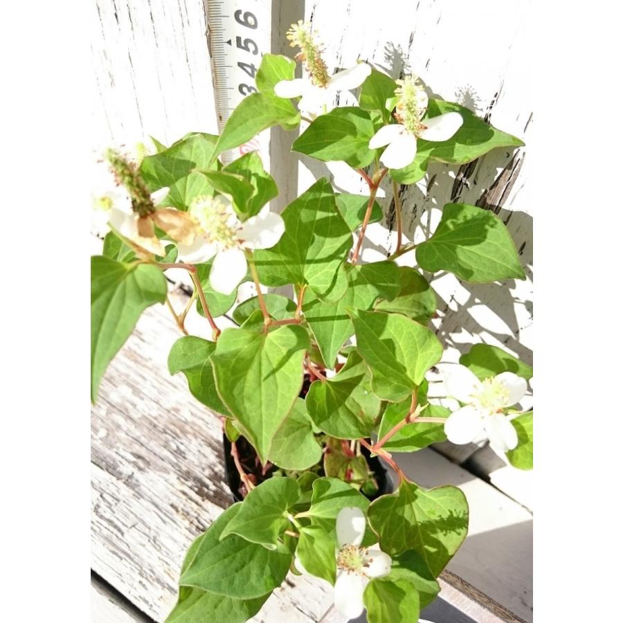 ドクダミ苗 3号 9cm ポット ツーギー谷 Np0pkygrzu Shop ツーギー谷 通販 Yahoo ショッピング