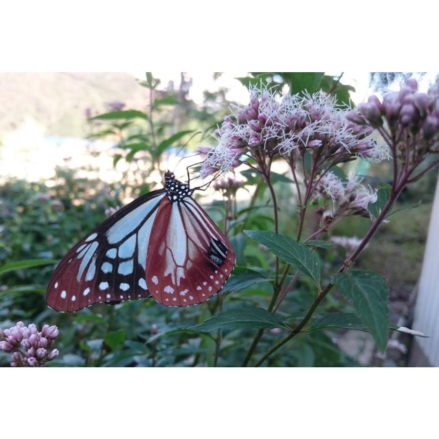 フジバカマ苗 3号鉢 〜ツーギー谷〜 : shop.ツーギー谷 - 通販