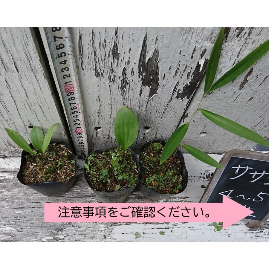 原種 紀州ササユリ苗 4〜5年生 3号鉢 〜ツーギー谷〜 : shop.ツーギー