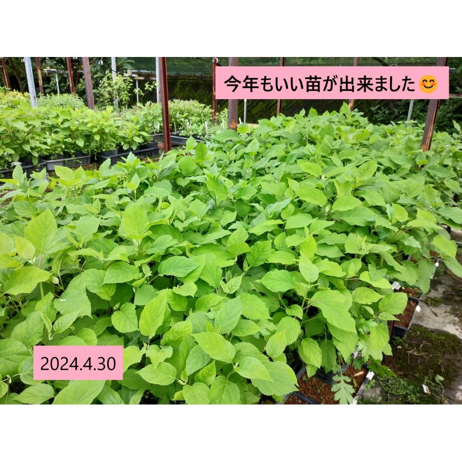 アジサイ アナベル苗 4号鉢 〜ツーギー谷〜 : shop.ツーギー谷