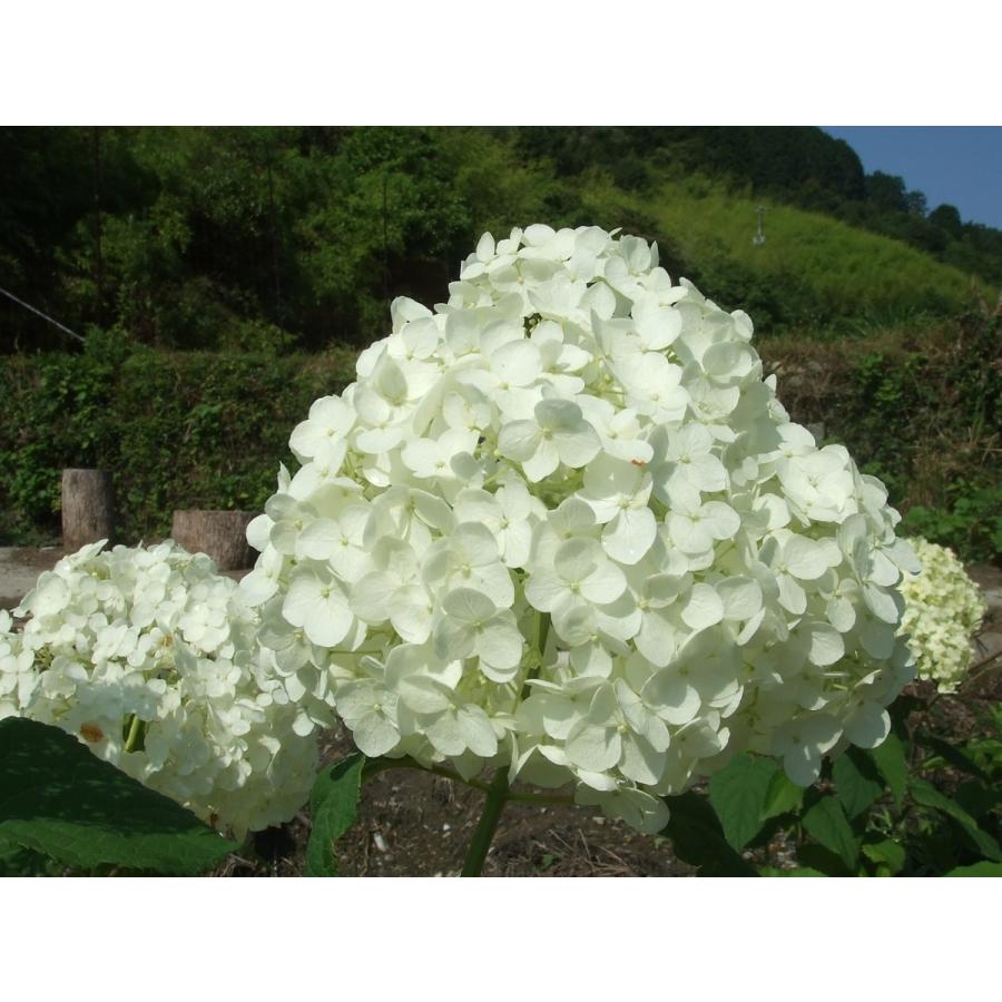 アジサイ アナベル苗 4号鉢 〜ツーギー谷〜 : shop.ツーギー谷 - 通販