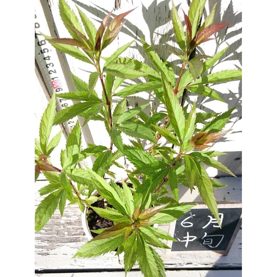 フジバカマ苗 4号(12cm)ポット 〜ツーギー谷〜 : shop.ツーギー フジバカマ苗 4号(12cm)ポット 〜ツーギー谷〜 : shop.ツーギー