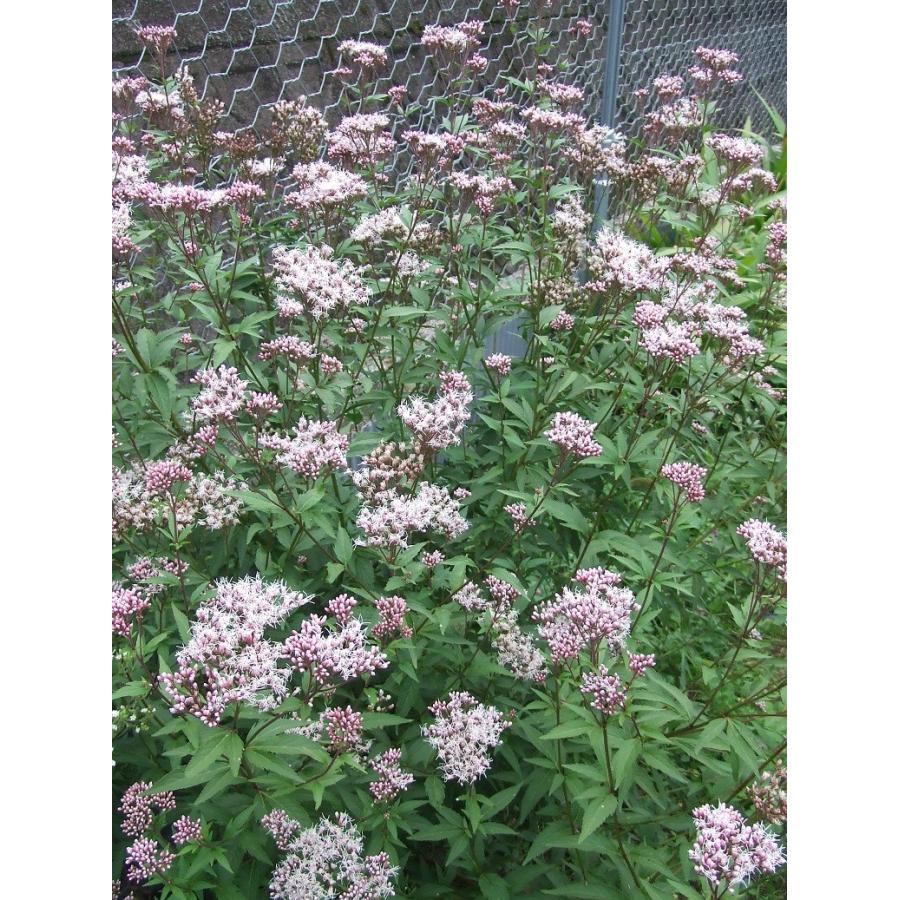 フジバカマ苗 4号鉢 〜ツーギー谷〜 : shop.ツーギー谷 - 通販