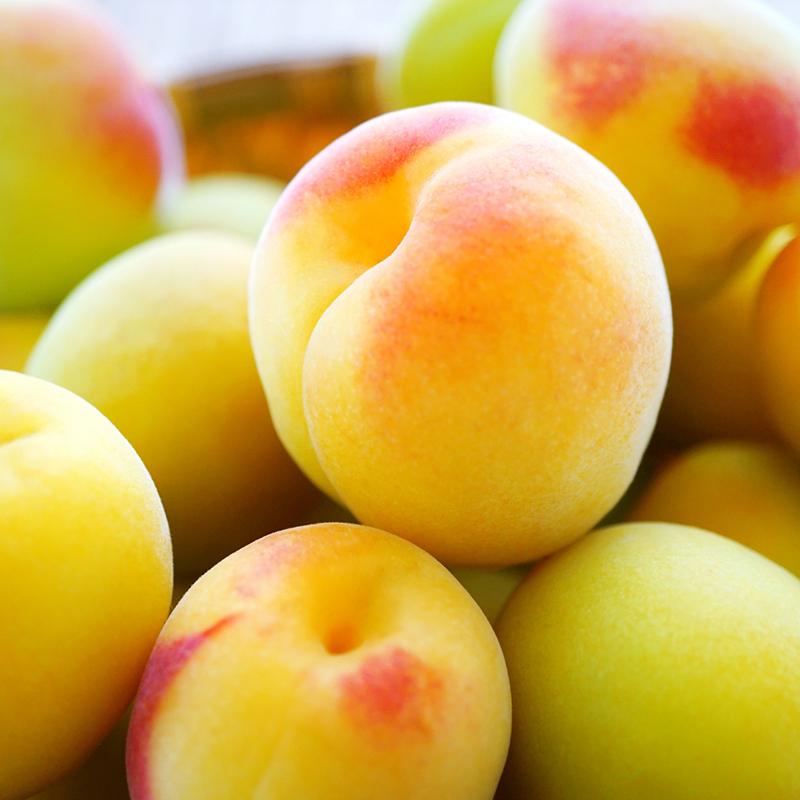 NHKあさイチで紹介されました！」樹上完熟梅 vibrato ビブラート 梅