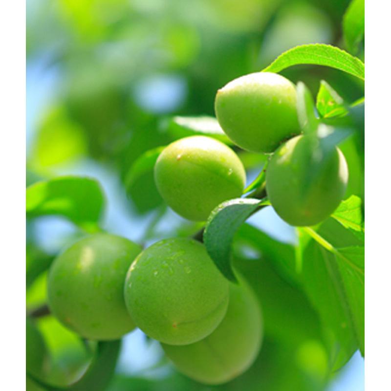 梅酒 飲み比べ ミニボトル 梅酒5本セット 90ml×5本 巾着入り ギフト