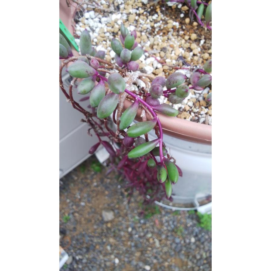 超大量275g根付きルビーネックレス多肉植物 楽天市場】多肉植物