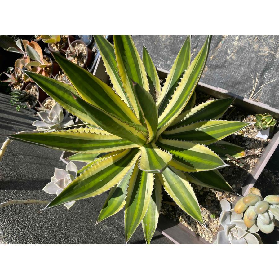 多肉植物 アガベ 五色万代 約30cm 抜き苗出荷 : ショップヤマウチ