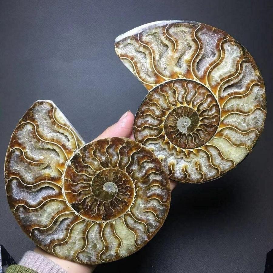 ペア天然アンモナイト化石conch水晶標本レイキヒーリング｜shop-yk