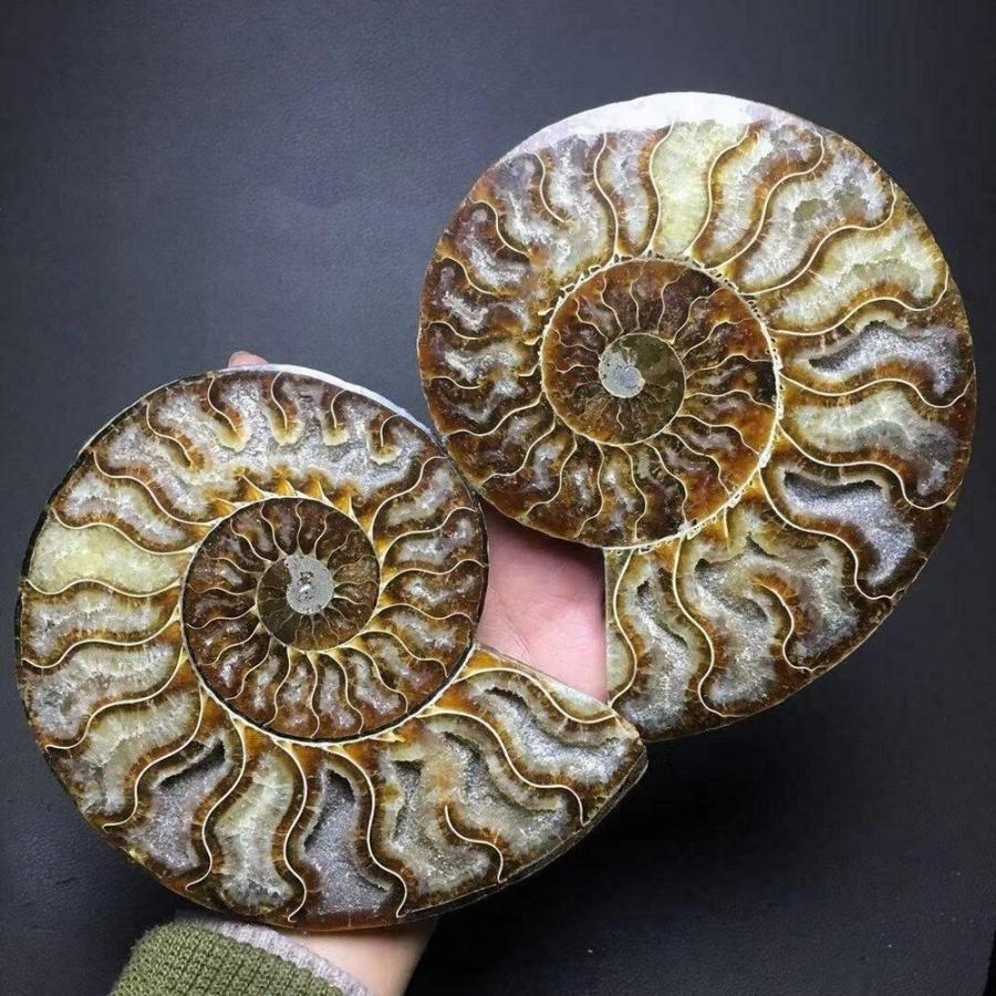 ペア天然アンモナイト化石conch水晶標本レイキヒーリング｜shop-yk｜02