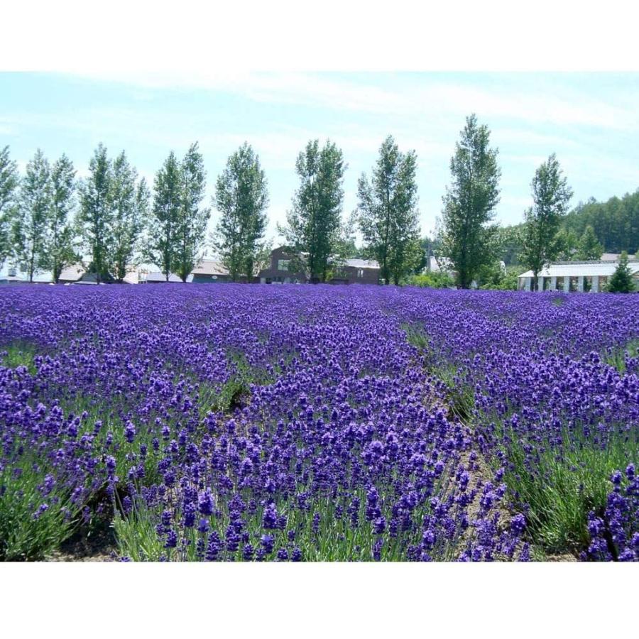 北海道限定 天然ラベンダー ポプリ巾着 香り袋 Lagv4z 北海道キャラクター倶楽部shopy 通販 Yahoo ショッピング