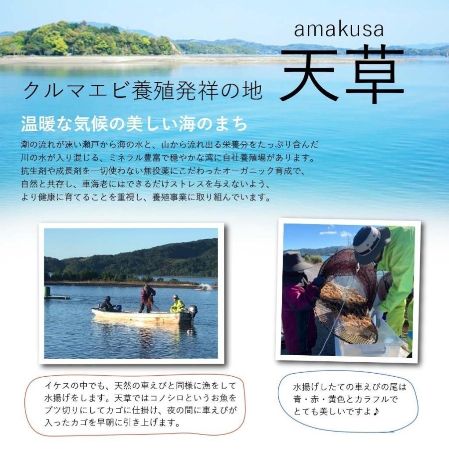 車海老 特上 金銀の車えび 600g 12~18尾 急速凍結 冷凍 くるまえび 活〆 氷〆 海鮮ギフト グルメ 天ぷら 塩焼き 送料無料｜shopamakusa｜02