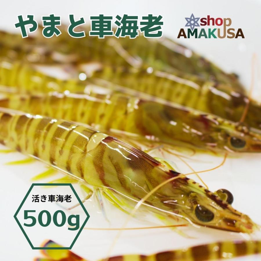 やまと車海老500g（16-25尾）えび 贈答 刺身 お節 くるまえび 熨斗 の