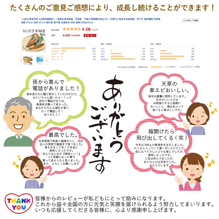 天草産  活き車海老500g（15-25尾） 車えび クルマエビ 贈答用 刺身 お節 活 くるまえび 熨斗 のし お歳暮 お年賀 天草ギフト｜shopamakusa｜08