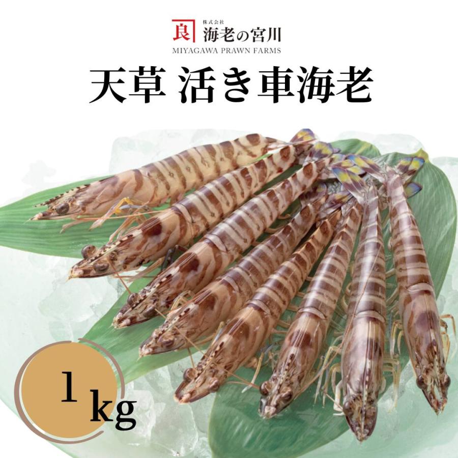 海老の宮川 活き車えび 1kg 天草 海鮮 ギフト スーパー車海老 おがくず