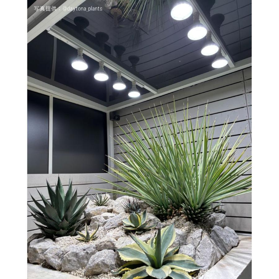 BARREL公式 防水LED電球 植物育成ライト SUN 塊根植物 観葉植物 BARREL公式 防水LED電球 植物育成ライト SUN 塊根植物 観葉植物