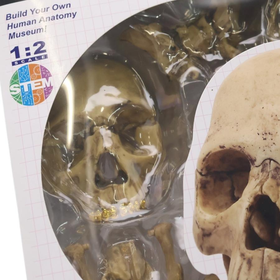 Supreme - SUPREME 23AW 4D MASTER 4D HUMAN 頭蓋骨 模型▲■ Supreme（シュプリーム） 23AW 4D Model Human Skull Natural 4Dモデル
