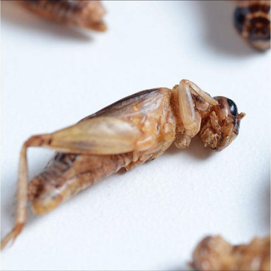 Mnh 昆虫食 未来コオロギおつまみ 03 カレー 3 7g Mnh Shop Dada ヤフー店 通販 Yahoo ショッピング