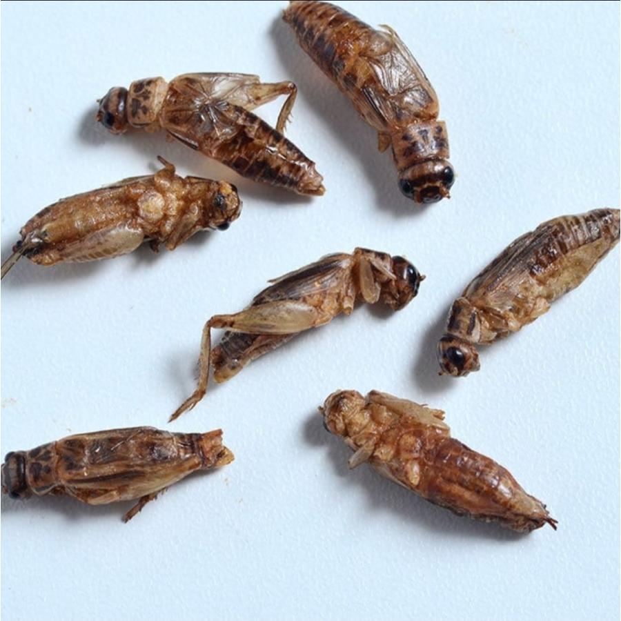 Mnh 昆虫食 未来コオロギおつまみ 03 カレー 3 7g Mnh Shop Dada ヤフー店 通販 Yahoo ショッピング