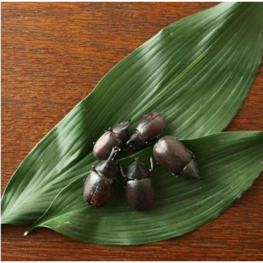 当店一番人気 Takeo 昆虫食 カブトムシ 6g 食用虫 おつまみ 珍味 罰ゲーム ドッキリ イタズラ ゲテモノ イベント サプライズ インパクト インスタ映え Heartlandgolfpark Com