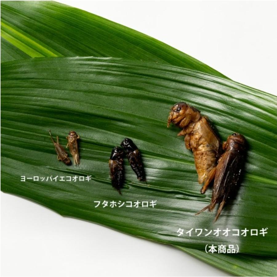 TAKEO【昆虫食】タイワンオオコオロギ15g 食用虫 おつまみ 珍味 罰ゲーム ドッキリ イタズラ ゲテモノ イベント サプライズ インパクト インスタ映え :TAKEO-21-149:SHOP DADA ヤフー店 - 通販 - Yahoo!ショッピング TAKEO【昆虫食】タイワンオオコオロギ15g 食用虫 おつまみ 珍味 罰ゲーム ドッキリ イタズラ ゲテモノ イベント サプライズ インパクト インスタ映え :TAKEO-21-149:SHOP DADA ヤフー店 - 通販 - Yahoo!ショッピング