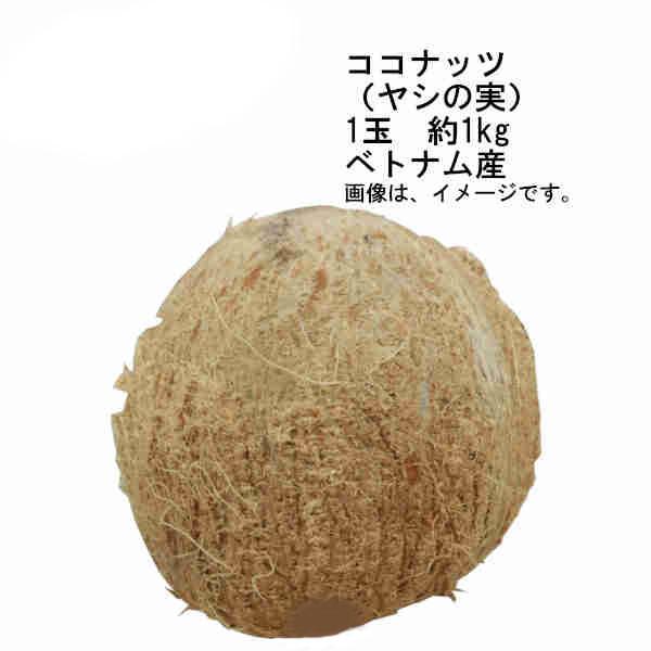 送料無料 ココナッツ ヤシの実 ベトナム産 3玉セット 1玉約1kg Icjpir