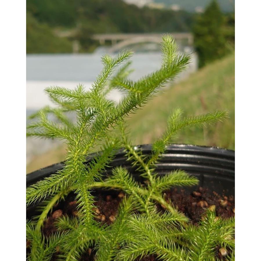 ヒカゲノカズラ シダ植物 テラリウム素材 テラリウム 苔リウム アクアテラリウム ガーデニング 観葉植物 インテリア Nk 003 Shopひさいし 通販 Yahoo ショッピング