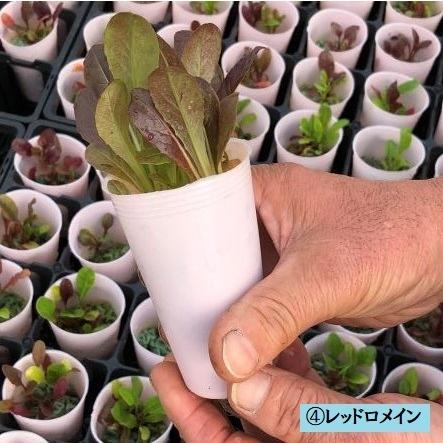 Ienaka菜園パック レタスセット ハニースタイル 苗 野菜 ガーデニング 家庭菜園 栽培 葉野菜 教材 自給自足 ベジタブル 無菌土壌 レタス プレゼント Nk 008 Shopひさいし 通販 Yahoo ショッピング