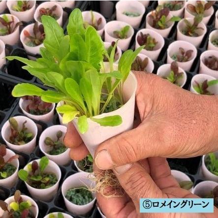 Ienaka菜園パック レタスセット ハニースタイル 苗 野菜 ガーデニング 家庭菜園 栽培 葉野菜 教材 自給自足 ベジタブル 無菌土壌 レタス プレゼント Nk 008 Shopひさいし 通販 Yahoo ショッピング