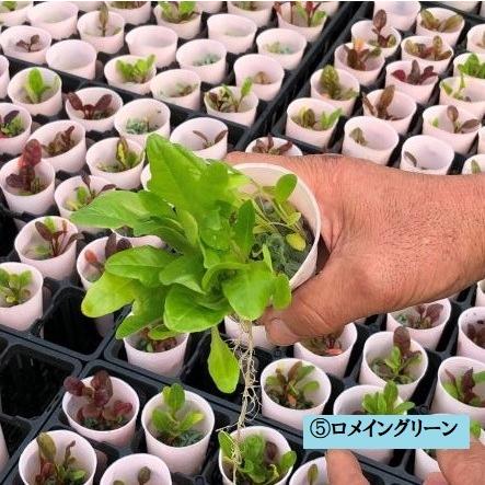 Ienaka菜園パック レタスセット ハニースタイル 苗 野菜 ガーデニング 家庭菜園 栽培 葉野菜 教材 自給自足 ベジタブル 無菌土壌 レタス プレゼント Nk 008 Shopひさいし 通販 Yahoo ショッピング