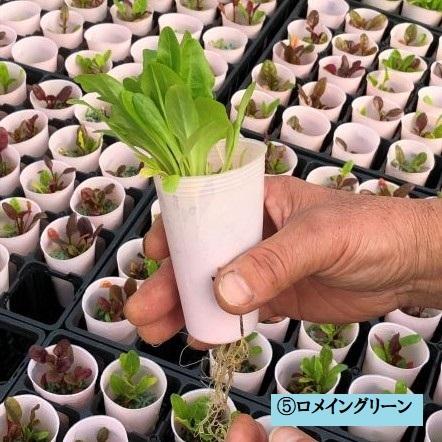 Ienaka菜園パック レタスセット ハニースタイル 苗 野菜 ガーデニング 家庭菜園 栽培 葉野菜 教材 自給自足 ベジタブル 無菌土壌 レタス プレゼント Nk 008 Shopひさいし 通販 Yahoo ショッピング