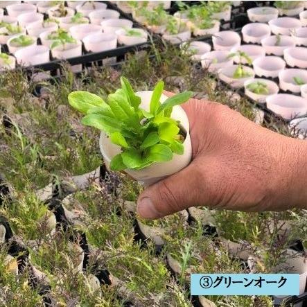 Ienaka菜園パック レタスセット ハニースタイル 苗 野菜 ガーデニング 家庭菜園 栽培 葉野菜 教材 自給自足 ベジタブル 無菌土壌 レタス プレゼント Nk 008 Shopひさいし 通販 Yahoo ショッピング