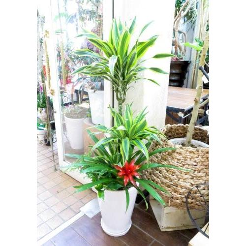 観葉植物ギフト ドラセナレモンライム華やかな寄せ植え 大きいサイズ 0045 Ferviduswhite Com