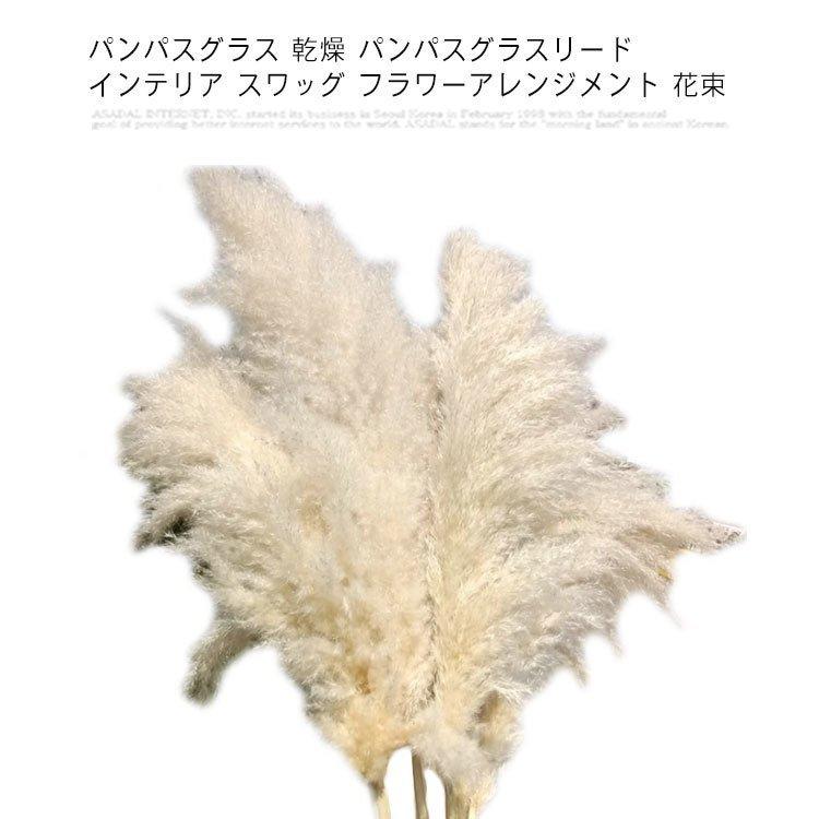 パンパスグラス 乾燥 パンパスグラスリード インテリア スワッグ フラワーアレンジメント 花束 庭 鉢 切花 インテリア Pa594 Shoppin 通販 Yahoo ショッピング