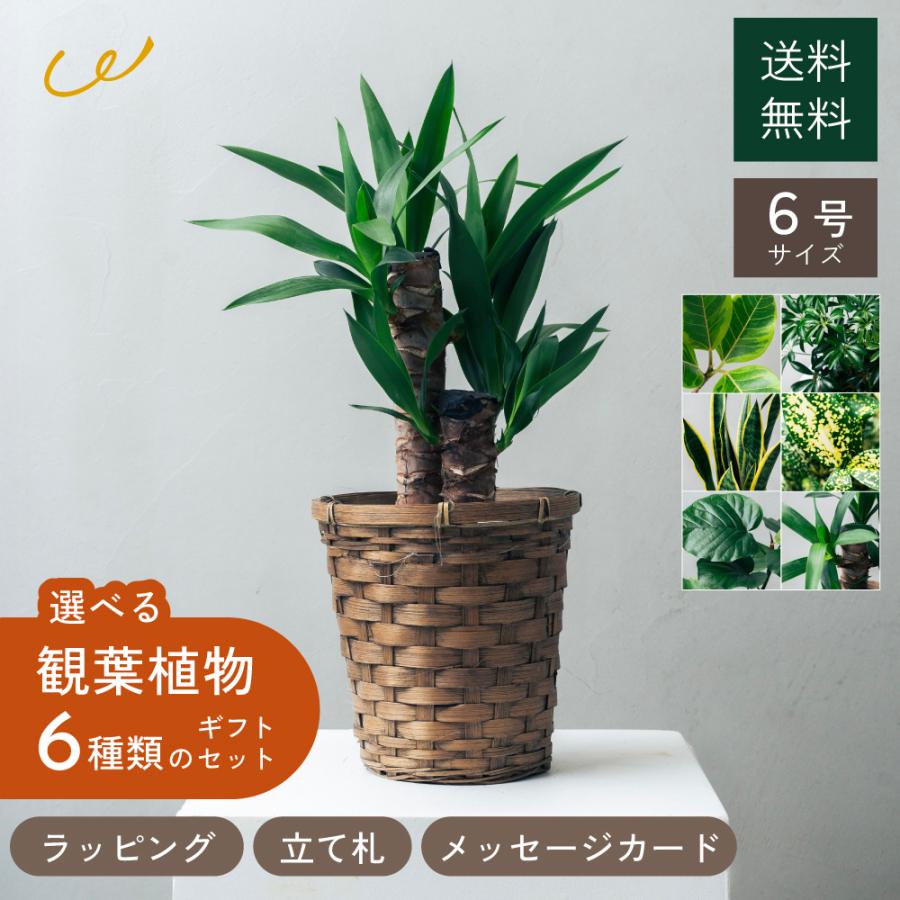 ユッカ 観葉植物 鉢植え 複数セット 観葉植物 選べる6号鉢と鉢カバーのセット ギフト プレゼント おしゃれ