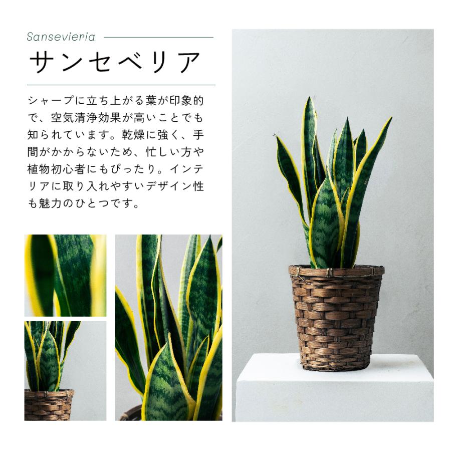 観葉植物 選べる6号鉢と鉢カバーのセット ギフト プレゼント おしゃれ