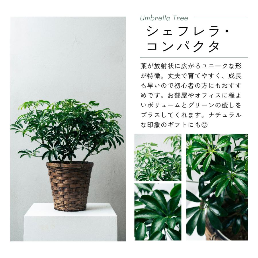 観葉植物 選べる6号鉢と鉢カバーのセット ギフト プレゼント おしゃれ