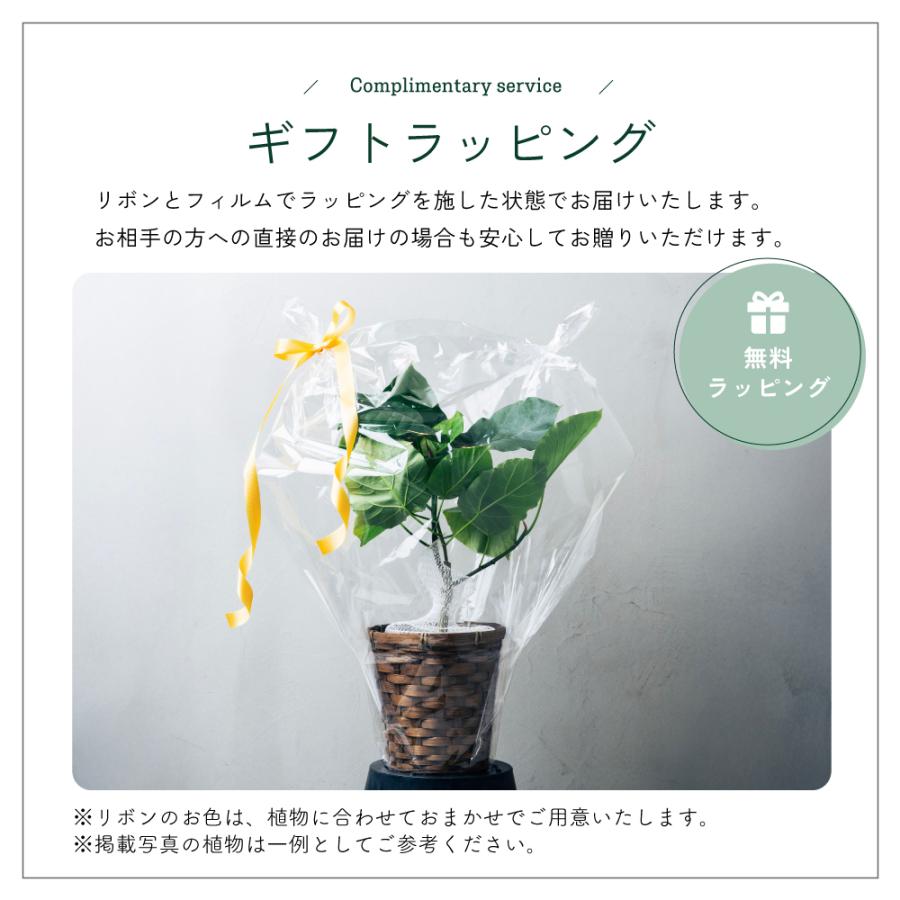観葉植物 選べる6号鉢と鉢カバーのセット ギフト プレゼント おしゃれ