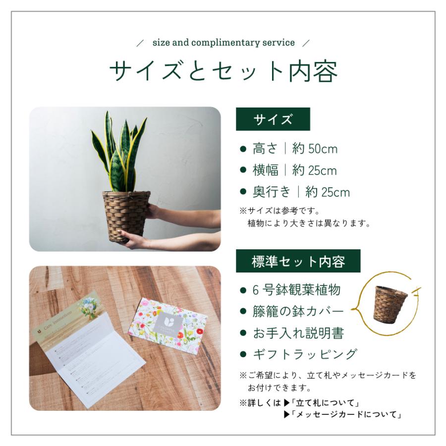観葉植物 選べる6号鉢と鉢カバーのセット ギフト プレゼント おしゃれ