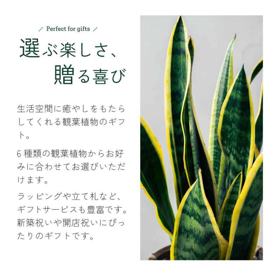 観葉植物 選べる6号鉢と鉢カバーのセット ギフト プレゼント おしゃれ