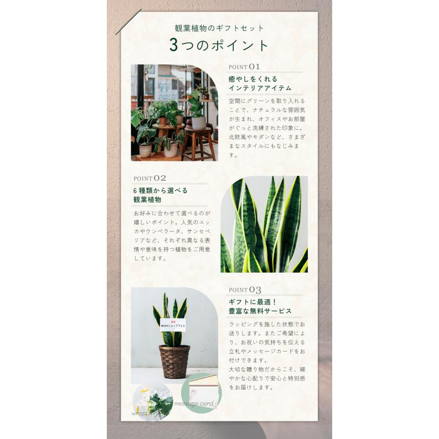 観葉植物 選べる6号鉢と鉢カバーのセット ギフト プレゼント おしゃれ