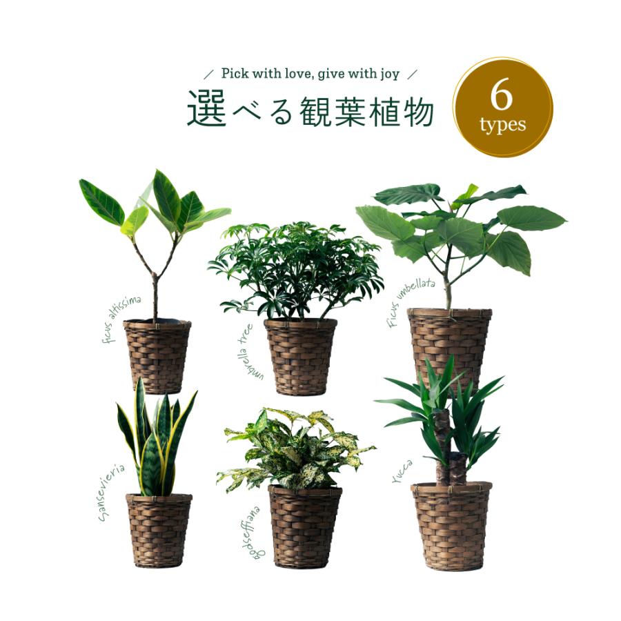 観葉植物 選べる6号鉢と鉢カバーのセット ギフト プレゼント おしゃれ