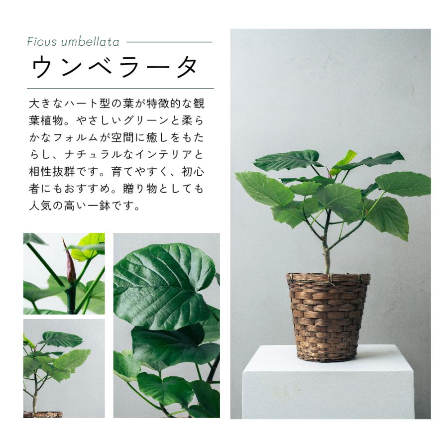 観葉植物 選べる6号鉢と鉢カバーのセット ギフト プレゼント おしゃれ